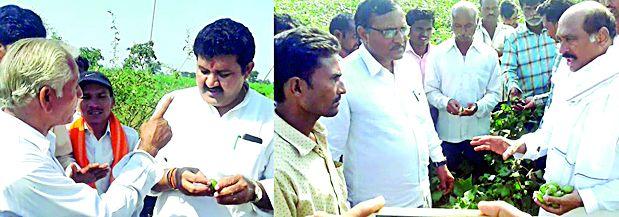 Pink Bond Slowly Farmers Havoc | गुलाबी बोंड अळीने शेतकरी हवालदिल Pink Bond Slowly Farmers Havoc | गुलाबी बोंड अळीने शेतकरी हवालदिल