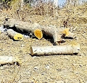 vanaparaikasaetara-adhaikaaoyaanae-kaelai-avaaidha-saagavaana-kataai | वनपरिक्षेत्र अधिकाºयाने केली अवैध सागवान कटाई vanaparaikasaetara-adhaikaaoyaanae-kaelai-avaaidha-saagavaana-kataai | वनपरिक्षेत्र अधिकाºयाने केली अवैध सागवान कटाई