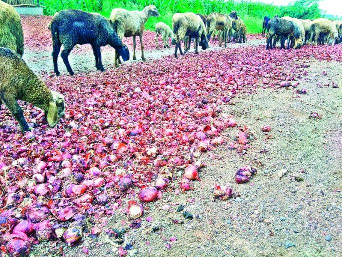 Onion was stored in chawls | चाळीत साठविलेला कांदा सडू लागला Onion was stored in chawls | चाळीत साठविलेला कांदा सडू लागला