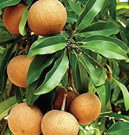 Chicken waiters wait for pandemic; Company and Bank of India | चिकू बागायतदारांना पीकविम्याची प्रतिक्षा; कंपनी व बँकेची हलगर्जी