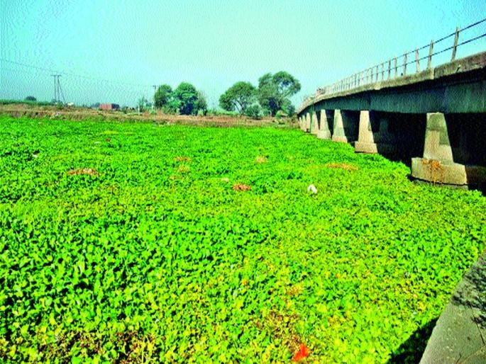 The sarpanch attacked for Godavari cleanliness | गोदावरी स्वच्छतेसाठी सरपंच झाले आक्रमक The sarpanch attacked for Godavari cleanliness | गोदावरी स्वच्छतेसाठी सरपंच झाले आक्रमक