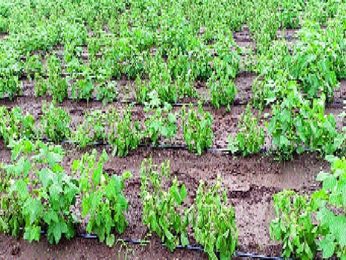 Production of kharif crops in Aurangabad district | औरंगाबाद जिल्ह्यातील खरीप हंगामाचे उत्पादन घटणार Production of kharif crops in Aurangabad district | औरंगाबाद जिल्ह्यातील खरीप हंगामाचे उत्पादन घटणार