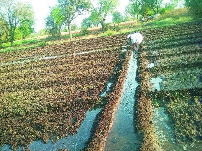 Summer onion harvesting in the East | पूर्व भागात उन्हाळ कांद्याची काढणी Summer onion harvesting in the East | पूर्व भागात उन्हाळ कांद्याची काढणी