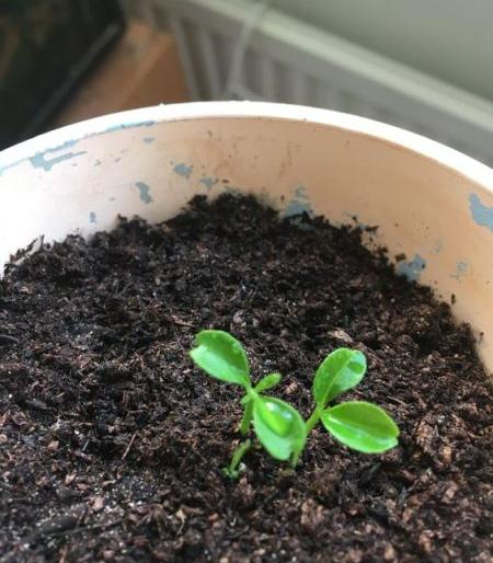 You will get orange seedlings in twelve months, not twenty-two | बावीस नव्हे, बारा महिन्यातच मिळतील संत्र्याची कलमे You will get orange seedlings in twelve months, not twenty-two | बावीस नव्हे, बारा महिन्यातच मिळतील संत्र्याची कलमे