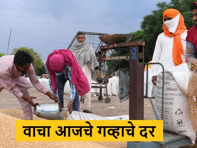 latest News today Only 534 quintals of wheat inflow in state, see market price | wheat Market : राज्यात केवळ 534 क्विंटल गव्हाची आवक, क्विंटलमागे मिळाला इतका दर latest News today Only 534 quintals of wheat inflow in state, see market price | wheat Market : राज्यात केवळ 534 क्विंटल गव्हाची आवक, क्विंटलमागे मिळाला इतका दर