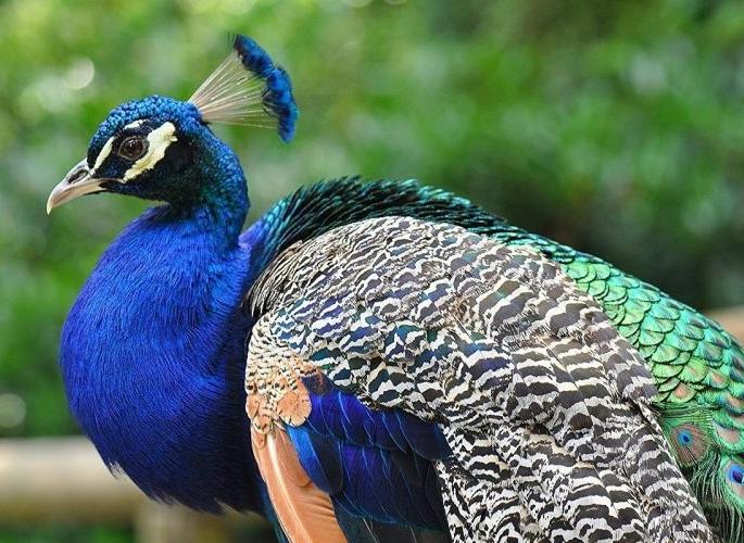 10,000 peacocks in Tiger Capital; National bird likes the Nagpur l | ‘टायगर कॅपिटल’मध्ये १० हजारावर ‘मोर’; राष्ट्रीय पक्ष्याला भावले नागपूर