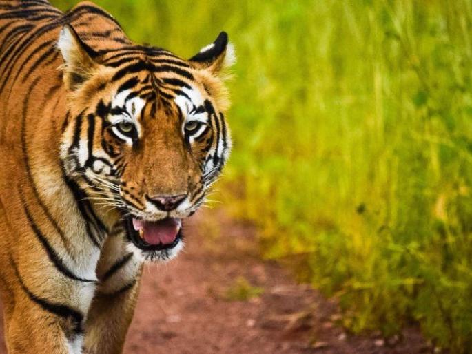 No entry in Tadoba until April 30 | Corona Virus in Chandrapur; आता ३० एप्रिलपर्यंत ताडोबा प्रवेशबंदी No entry in Tadoba until April 30 | Corona Virus in Chandrapur; आता ३० एप्रिलपर्यंत ताडोबा प्रवेशबंदी
