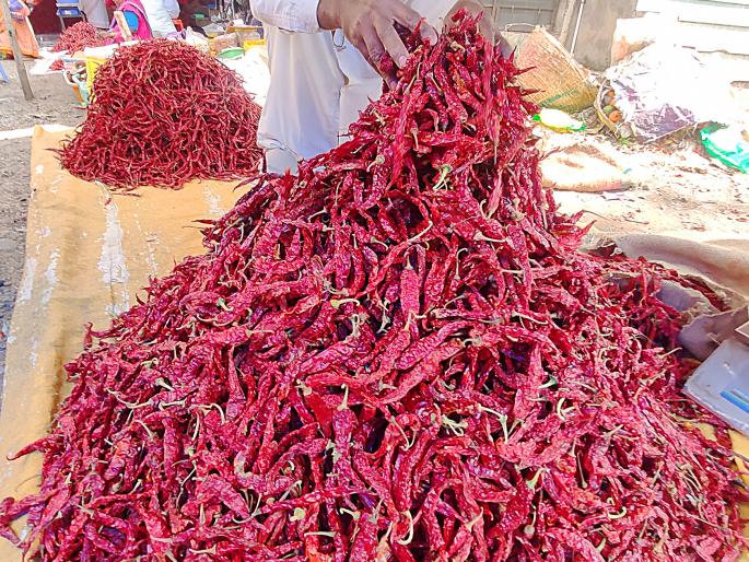 With the fall in prices, demand has also increased | ब्याडगीच्या दरात घसरण, मागणीबरोबर आवकही वाढली With the fall in prices, demand has also increased | ब्याडगीच्या दरात घसरण, मागणीबरोबर आवकही वाढली