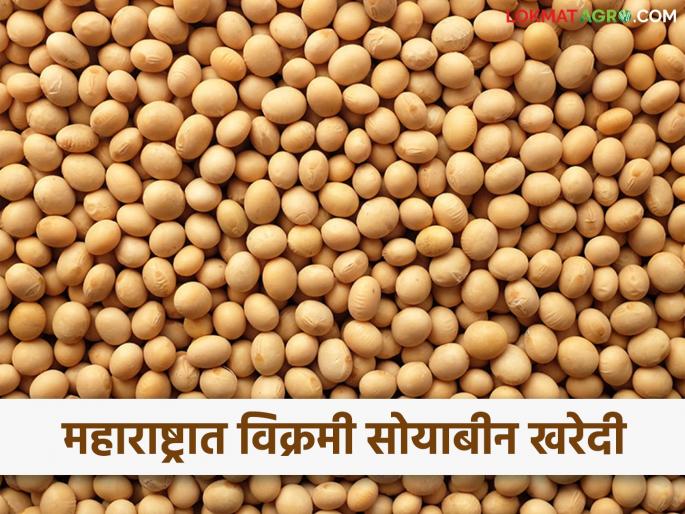 Historic purchase of 11 lakh 21 thousand metric tons of soybeans in Maharashtra this year | Soybean : महाराष्ट्रात यंदा ११ लाख २१ हजार मेट्रिक टन सोयाबीनची ऐतिहासिक खरेदी