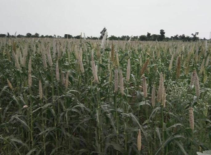Maize flies due to military algae | लष्करी अळीमुळे मक्याची उडाली दैना