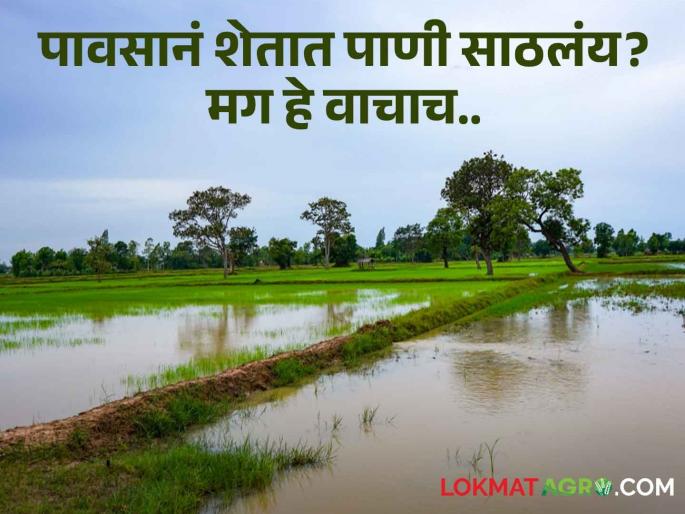 Rain has accumulated water in the field? Drain excess water with these methods | शेतात पावसाने पाणी साठलंय? या पद्धतींनी अतिरिक्त पाण्याचा करा निचरा Rain has accumulated water in the field? Drain excess water with these methods | शेतात पावसाने पाणी साठलंय? या पद्धतींनी अतिरिक्त पाण्याचा करा निचरा
