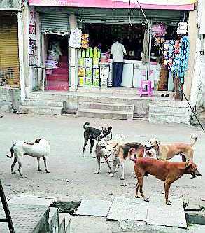 Dog breeding in Achalpur; Citizens suffer | अचलपुरात कुत्र्यांचा सुळसुळाट; नागरिक त्रस्त Dog breeding in Achalpur; Citizens suffer | अचलपुरात कुत्र्यांचा सुळसुळाट; नागरिक त्रस्त