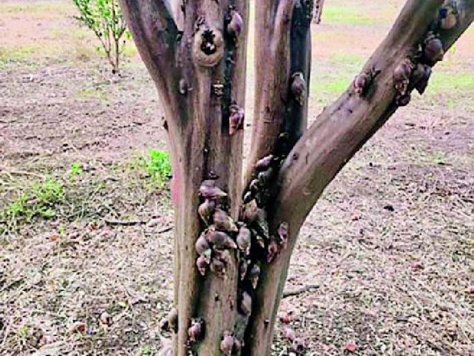 'Conch' attack on kharif crops | खरीप पिकांवर ‘शंखी’चा 'अटॅक'