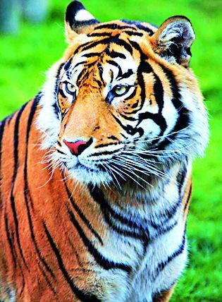 Tiger calculation in Melghat | मेळघाटात व्याघ्र गणना वांध्यात