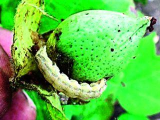 Humidity in the day, the bottleneck with night cold | दिवसा आर्द्रता, रात्रीच्या थंडीने पुन्हा बोंडअळी Humidity in the day, the bottleneck with night cold | दिवसा आर्द्रता, रात्रीच्या थंडीने पुन्हा बोंडअळी