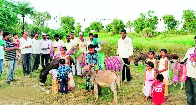 Donkeys Pola at Palskhed | पळसखेड येथे भरला गाढवांचा पोळा
