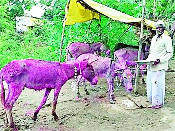 Donkeys also Sweets | गाढवांनाही पुरणपोळी Donkeys also Sweets | गाढवांनाही पुरणपोळी