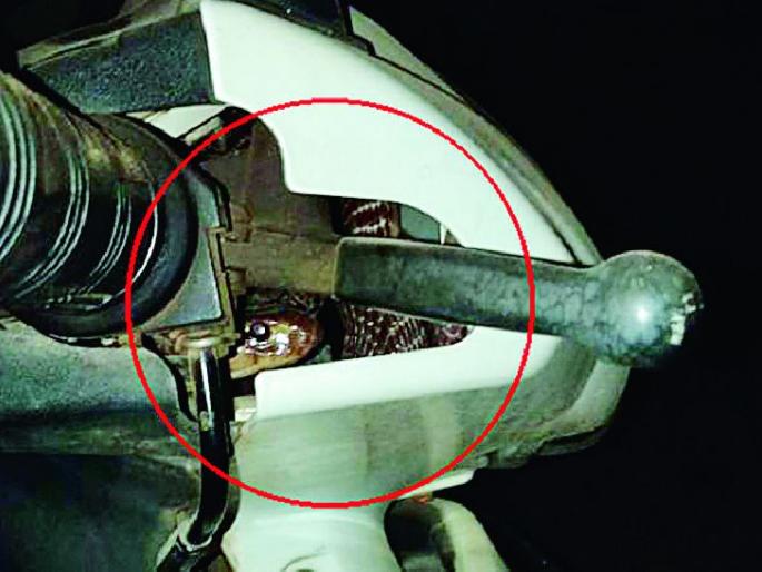 Busy Snake rammed into a two-wheeler headlight | दुचाकीच्या हेडलाइटमध्ये दडून बसला नाग Busy Snake rammed into a two-wheeler headlight | दुचाकीच्या हेडलाइटमध्ये दडून बसला नाग