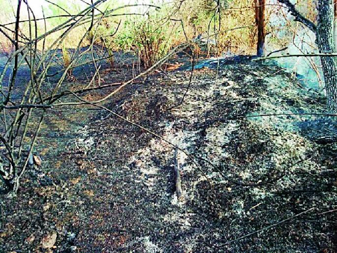 A severe fire in Shirajgaon Moseri Shivar | शिरजगाव मोझरी शिवारात भीषण आग A severe fire in Shirajgaon Moseri Shivar | शिरजगाव मोझरी शिवारात भीषण आग