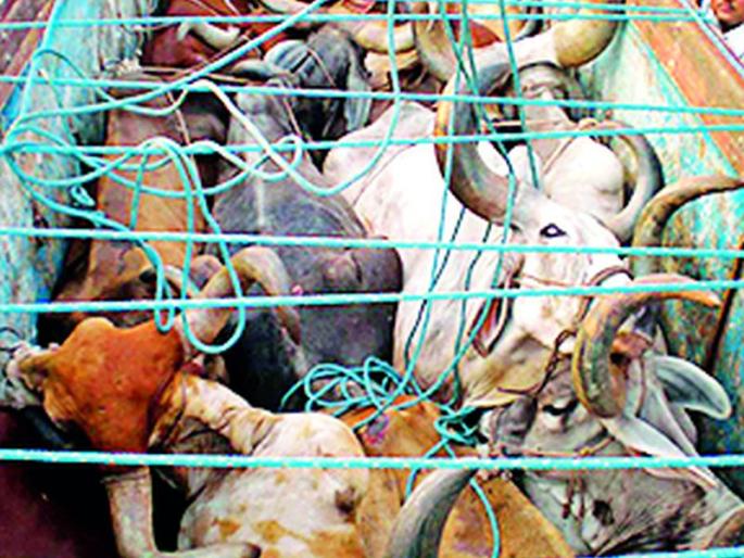 19 animals rescued by slaughterhouses | कत्तलीस जाणाऱ्या १९ जनावरांची सुटका 19 animals rescued by slaughterhouses | कत्तलीस जाणाऱ्या १९ जनावरांची सुटका