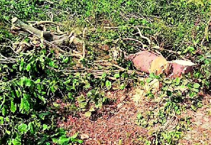 Slaughter of trees for the National Highway | राष्ट्रीय महामार्गासाठी वृक्षांची कत्तल