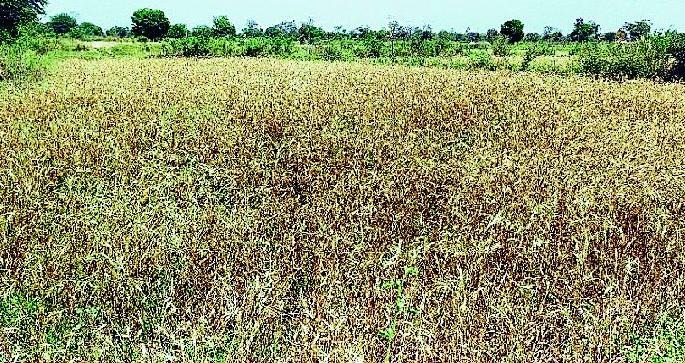 The wheat crop grew in time | अवकाळीने गव्हाचे पीक काळवंडले The wheat crop grew in time | अवकाळीने गव्हाचे पीक काळवंडले