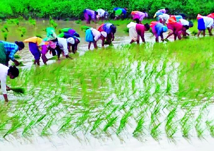 Insurance coverage for crop yields of over 3,000 hectares | ३६ हजार हेक्टरवरील पिकांचा उतरविला विमा Insurance coverage for crop yields of over 3,000 hectares | ३६ हजार हेक्टरवरील पिकांचा उतरविला विमा