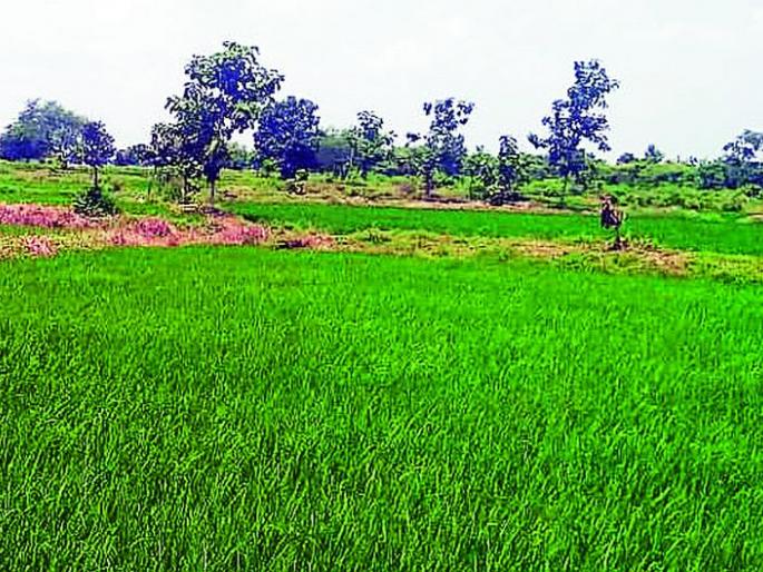 Only 60% of the annual average rainfall in the district | जिल्ह्यात वार्षिक सरासरीच्या केवळ ६० टक्के पाऊस Only 60% of the annual average rainfall in the district | जिल्ह्यात वार्षिक सरासरीच्या केवळ ६० टक्के पाऊस