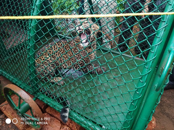 The bitch ran for the hunter and fell into the cage | श्वानाच्या शिकारीसाठी बिबट्या धावला अन् पिंजऱ्यात अडकला The bitch ran for the hunter and fell into the cage | श्वानाच्या शिकारीसाठी बिबट्या धावला अन् पिंजऱ्यात अडकला