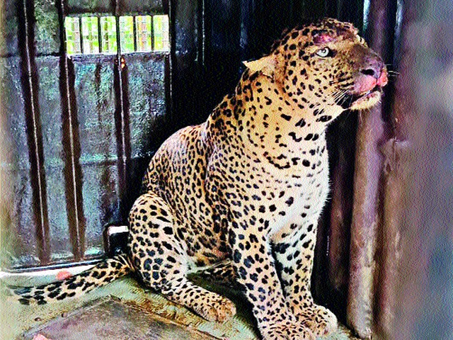 In the leopard cage in Chincholi Shivara | चिंचोली शिवारात बिबट्या पिंजºयात