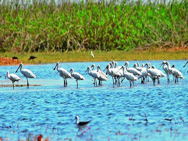 Winter gathering of 19 thousand migratory birds in Bharatpur | १९ हजार स्थलांतरित पक्ष्यांचे ‘भरतपूर’ला हिवाळी संमेलन Winter gathering of 19 thousand migratory birds in Bharatpur | १९ हजार स्थलांतरित पक्ष्यांचे ‘भरतपूर’ला हिवाळी संमेलन