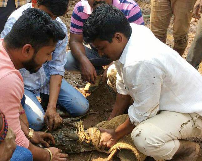 The water was found in Kardi, but in the water | खेर्डी येथे साचलेल्या पाण्यामध्ये पकडली मगर The water was found in Kardi, but in the water | खेर्डी येथे साचलेल्या पाण्यामध्ये पकडली मगर