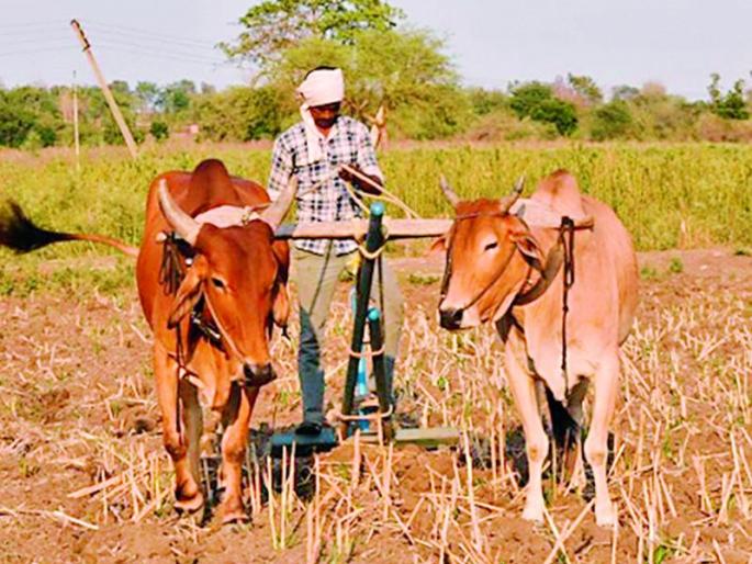 Sow with balanced soil texture and water | जमिनीचा पोत व पाण्याचा समतोल साधूनच पेरणी करा Sow with balanced soil texture and water | जमिनीचा पोत व पाण्याचा समतोल साधूनच पेरणी करा