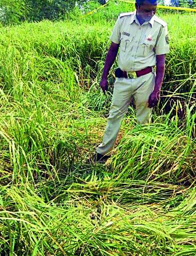 Crisis on paddy production farmers | धान उत्पादक शेतकºयांवर संकट Crisis on paddy production farmers | धान उत्पादक शेतकºयांवर संकट