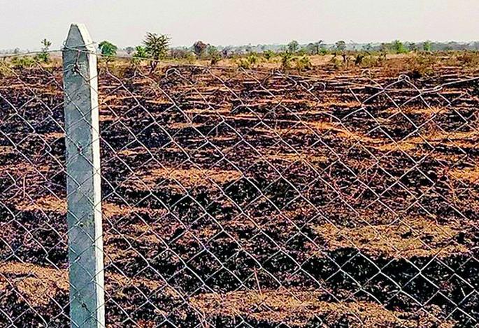 Thousands of saplings were burnt in the fire | रोपवनात आग लागून हजारो रोपटे जळाली Thousands of saplings were burnt in the fire | रोपवनात आग लागून हजारो रोपटे जळाली