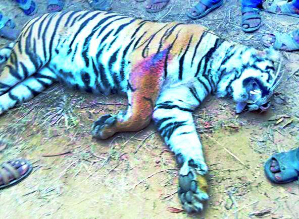 Six villages under lease of perpetrator tigers | सहा गावे पट्टेदार वाघाच्या दहशतीखाली Six villages under lease of perpetrator tigers | सहा गावे पट्टेदार वाघाच्या दहशतीखाली