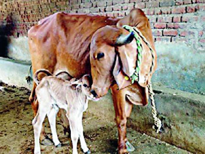Regular consumption of cows milk, rich life | गायीच्या दूधाचे नित्य सेवन, समृद्ध जीवन Regular consumption of cows milk, rich life | गायीच्या दूधाचे नित्य सेवन, समृद्ध जीवन