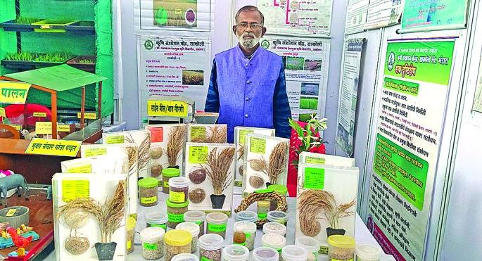 Red rice attracts farmers! | शेतकऱ्यांना लाल तांदळाचे आकर्षण! Red rice attracts farmers! | शेतकऱ्यांना लाल तांदळाचे आकर्षण!