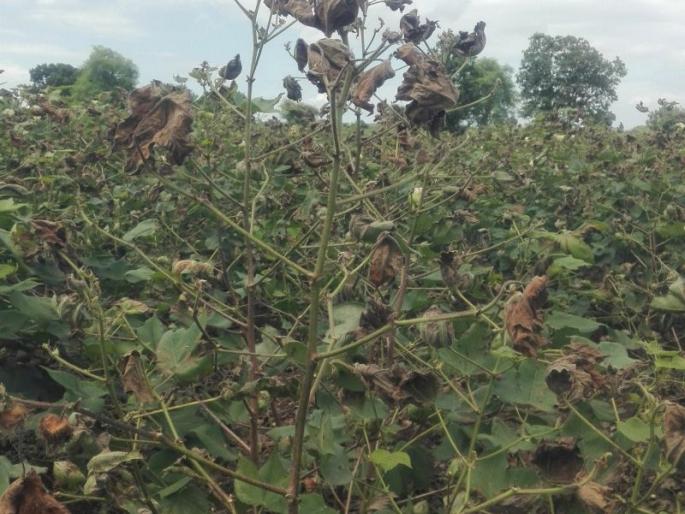 Cotton on three acres burnt by spraying in the seam | शिवणीत फवारणीने जळाली तीन एकरावर कपाशी Cotton on three acres burnt by spraying in the seam | शिवणीत फवारणीने जळाली तीन एकरावर कपाशी