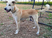 Dogs get measles | कुत्र्यांना खाजरा आजाराची बाधा