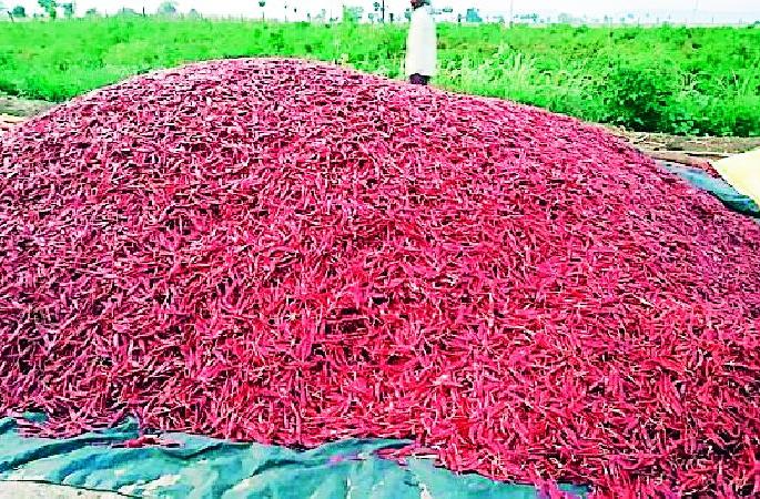 Pepper growers in crisis | मिरची उत्पादक संकटात Pepper growers in crisis | मिरची उत्पादक संकटात