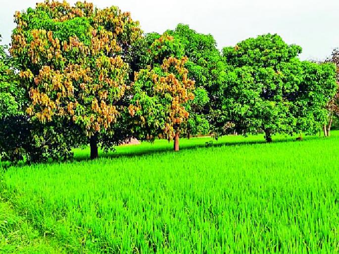 Taste of mangoes will be expensive this year | गावठी आंब्याची लज्जत यावर्षी महागणार Taste of mangoes will be expensive this year | गावठी आंब्याची लज्जत यावर्षी महागणार