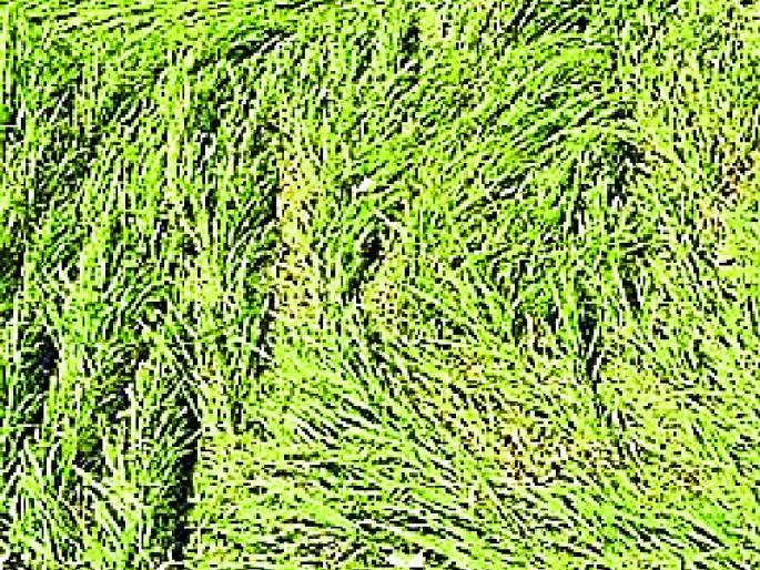 Panchanama orders were finally obtained | अखेर मिळाले पंचनाम्यांचे आदेश