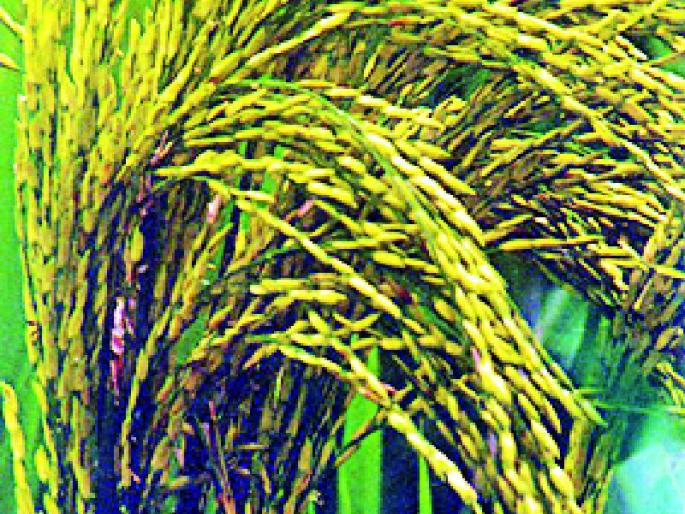 Farmers in the district cheat due to Gorakhnath paddy | गोरखनाथ धानामुळे जिल्ह्यातील शेतकऱ्यांची फसवणूक Farmers in the district cheat due to Gorakhnath paddy | गोरखनाथ धानामुळे जिल्ह्यातील शेतकऱ्यांची फसवणूक