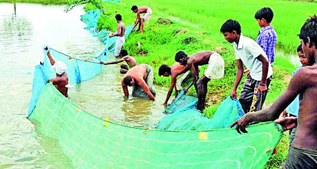 Promotion of Masolas will be done in 299 ponds | २९० तलावांत होणार मासोळ्यांचे संवर्धन Promotion of Masolas will be done in 299 ponds | २९० तलावांत होणार मासोळ्यांचे संवर्धन
