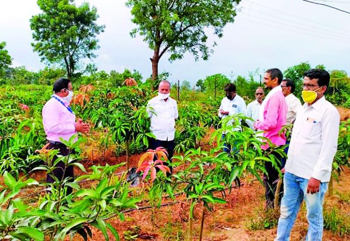 An innovative experiment in Israeli mango cultivation | इस्रायली आंबा लागवड एक नाविन्यपूर्ण प्रयोग