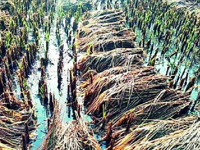 Application for Farmers Insurance Company | ३५० शेतकऱ्यांचे विमा कंपनीकडे अर्ज