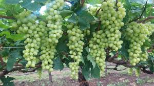 Grape auction begins at shopping center near Khangaon | खानगांव नजिक येथील खरेदी-विक्री केंद्रावर द्राक्षेमणी लिलाव सुरू Grape auction begins at shopping center near Khangaon | खानगांव नजिक येथील खरेदी-विक्री केंद्रावर द्राक्षेमणी लिलाव सुरू