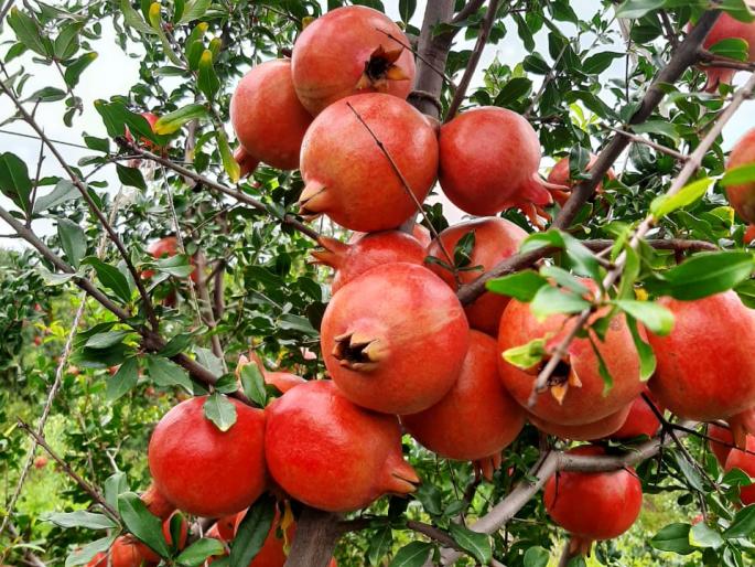 Ten lakh income from one acre of pomegranate | एक एकर डाळिंबातून दहा लाखांचे उत्पन्न Ten lakh income from one acre of pomegranate | एक एकर डाळिंबातून दहा लाखांचे उत्पन्न