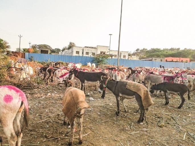 The traditional market of donkeys, on the auspicious day of Paurnima Yatra in jejuri | पौष पौर्णिमा यात्रेच्या मुहूर्तावर जेजुरीत भरला आहे गाढवांचा पारंपरिक बाजार The traditional market of donkeys, on the auspicious day of Paurnima Yatra in jejuri | पौष पौर्णिमा यात्रेच्या मुहूर्तावर जेजुरीत भरला आहे गाढवांचा पारंपरिक बाजार